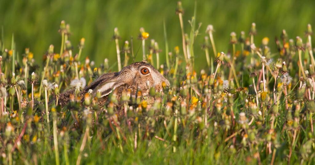 Ein Hase versteckt sich im Gras, man sieht nur einen Teil seines Kopfes mit Ohr und Auge | Suchauftrag für Immobilien beim Makler